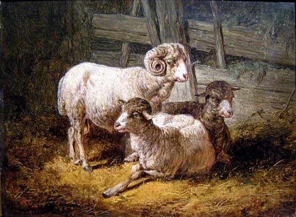 Sheep In Stall By August Gerasch (austrian 1822 - 1908)-photo-2