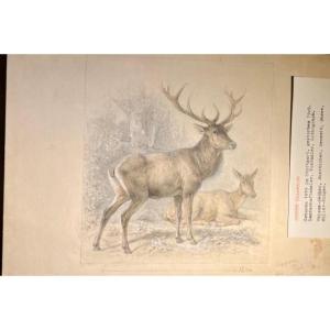 F. Specht (1839-1909), 6 dessins originaux pour la encyclopédie animalière d'Alfred Brehm, XIXe