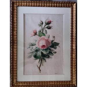 Painting, Old Roses, Watercolor By Puvis Isabelle In Lyon