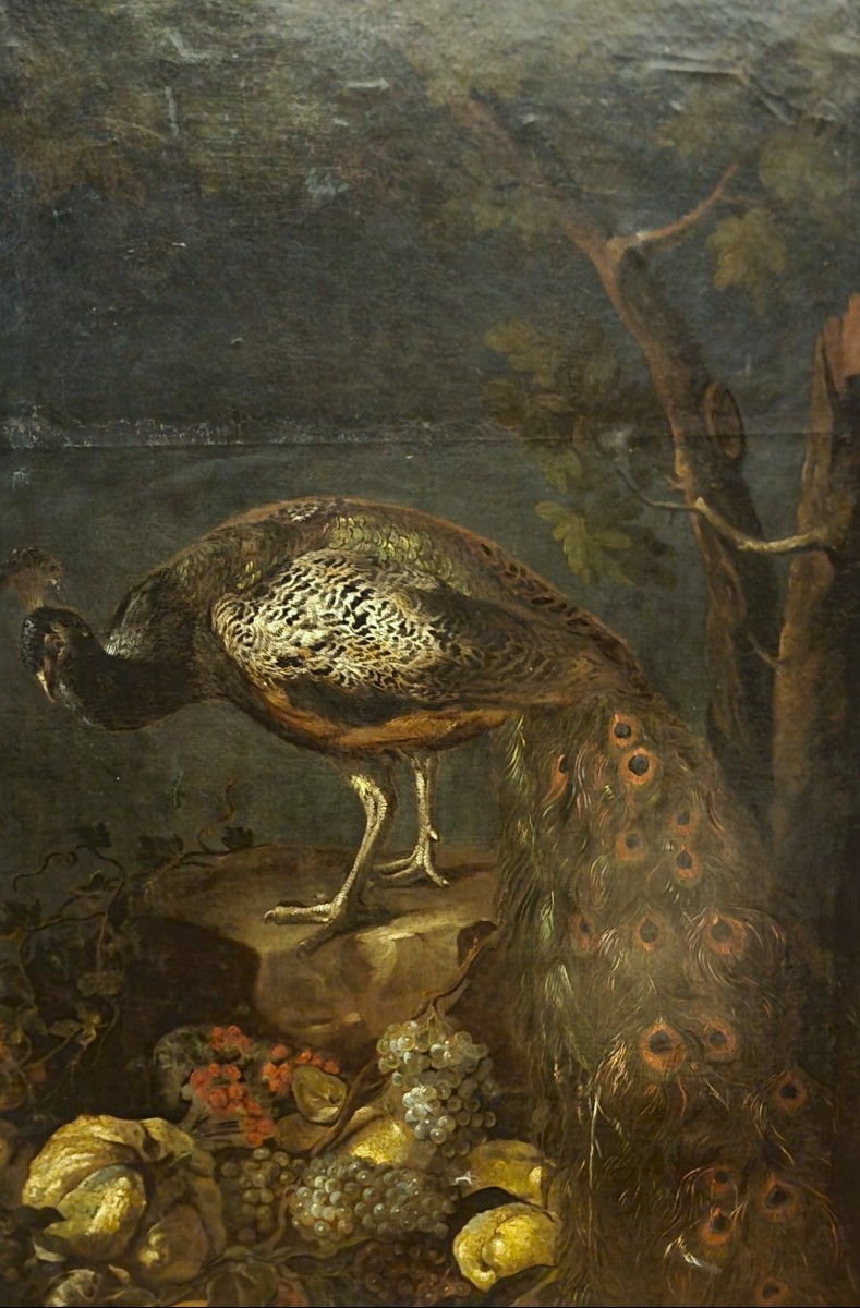 Huile sur toile Nature morte au Paon Baldassarre De Caro 1689-1750 avec Expertise-photo-3