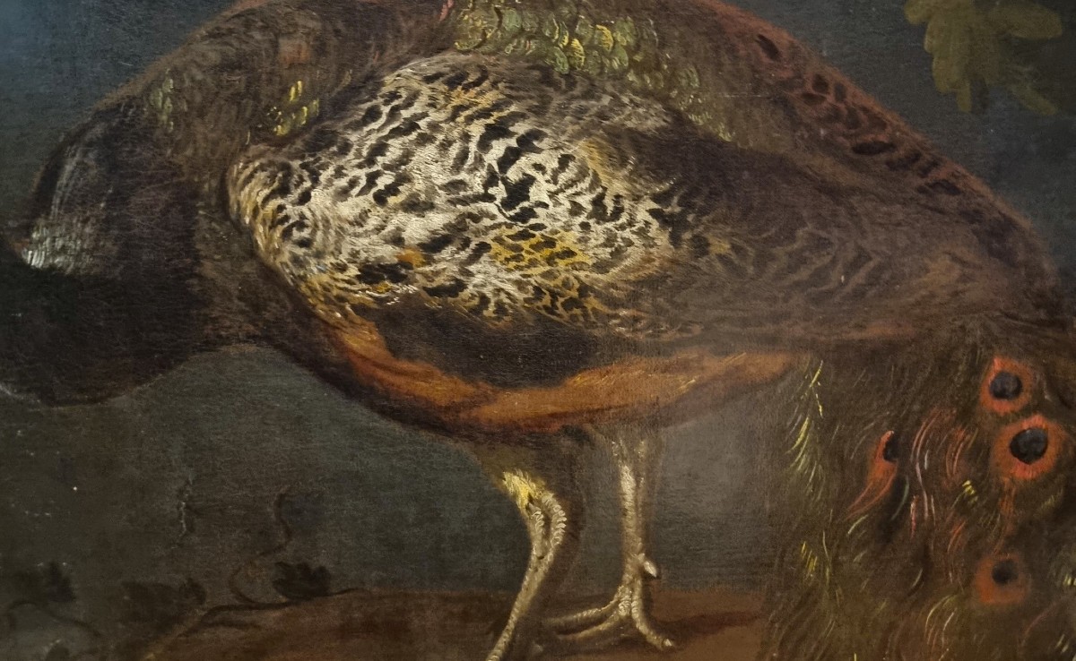 Huile sur toile Nature morte au Paon Baldassarre De Caro 1689-1750 avec Expertise-photo-4