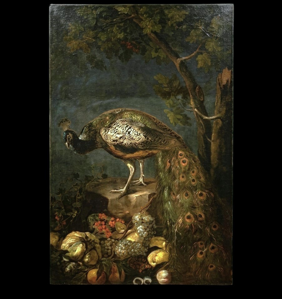 Huile sur toile Nature morte au Paon Baldassarre De Caro 1689-1750 avec Expertise