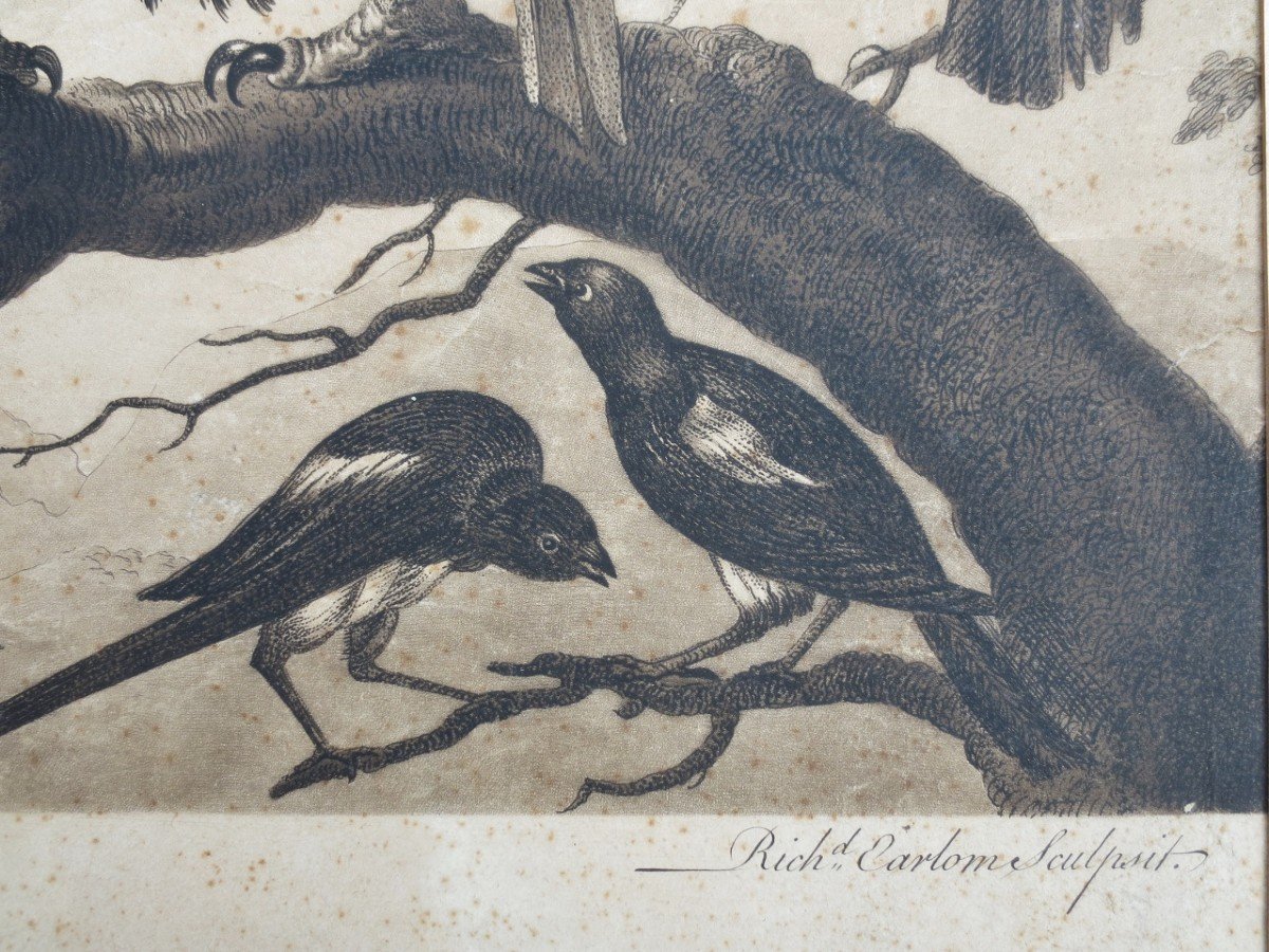 Gravure XVIIIe Siècle, « A Concert Of Birds ».-photo-3