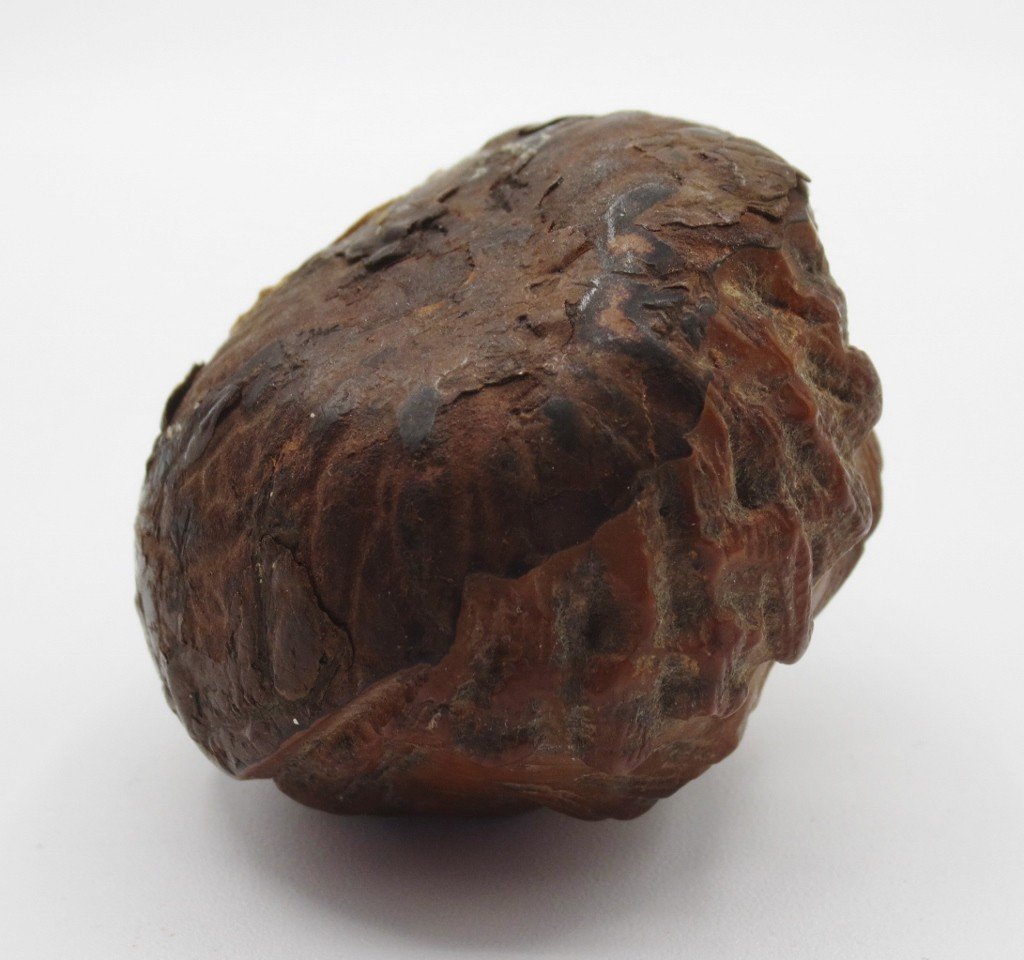 Carved Horse Chestnut, 19th Century.-photo-7