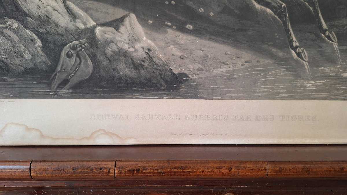 Engraving By Philippe Ledieu, 1834. "wild Horse Surprised By Tigers"-photo-3