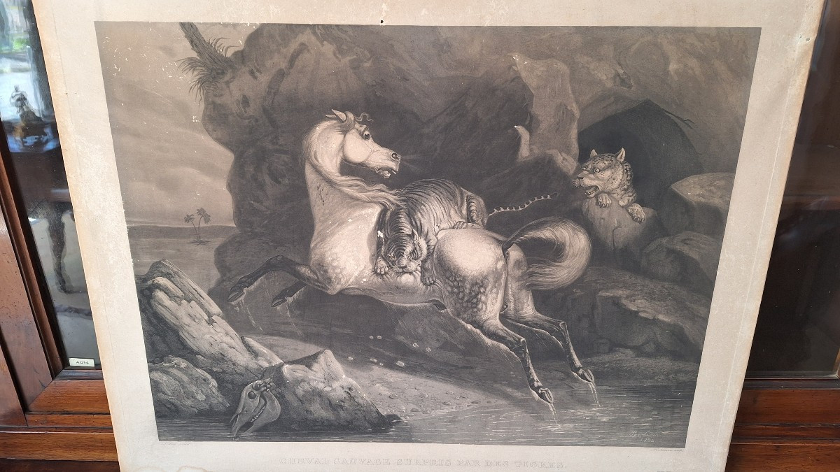 Engraving By Philippe Ledieu, 1834. "wild Horse Surprised By Tigers"