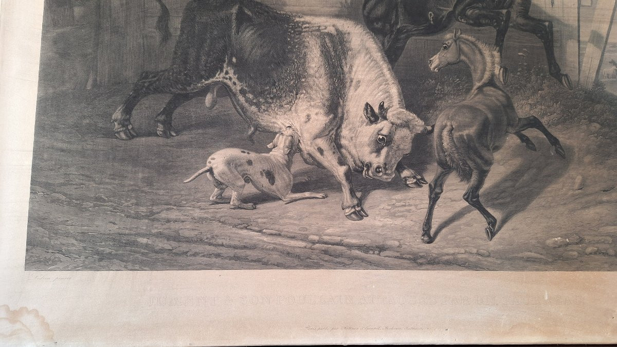 Gravure de Philippe Ledieu, 1834. «Jument e son poullain attaques par un taureau»-photo-3