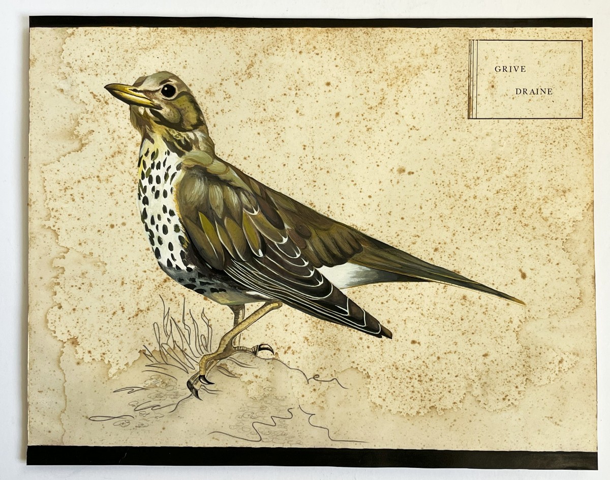 Grive Draine, Grande Gouache Originale Du 19ème Siècle, ornithologie-photo-4
