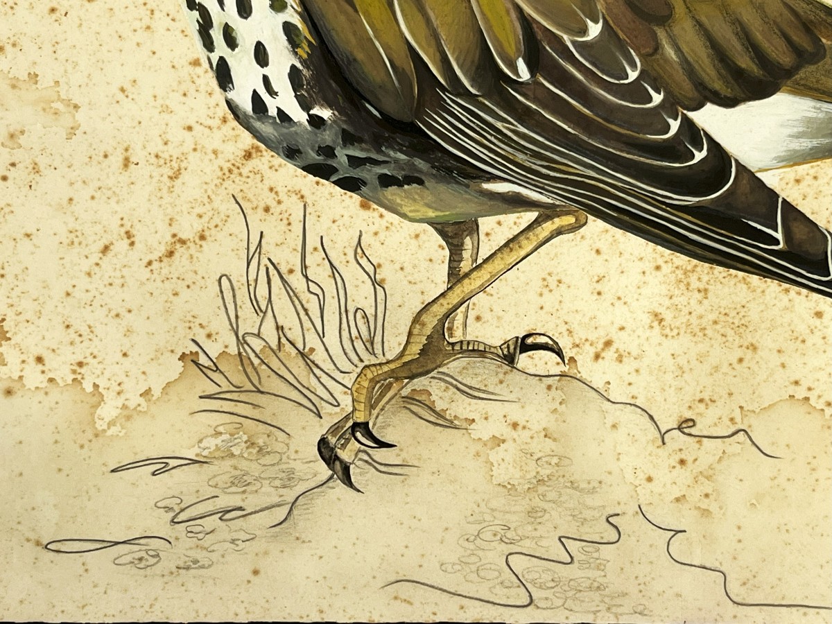 Grive Draine, Grande Gouache Originale Du 19ème Siècle, ornithologie-photo-1