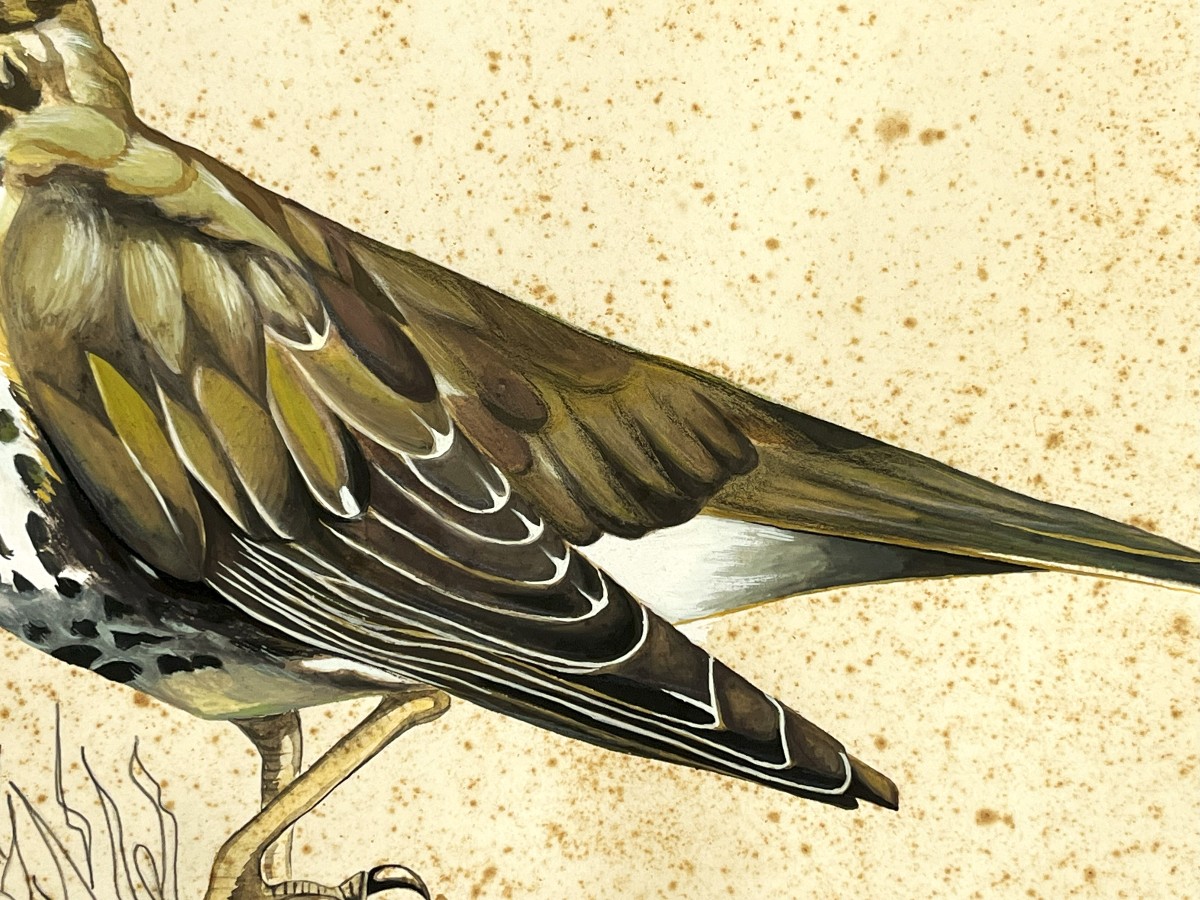 Grive Draine, Grande Gouache Originale Du 19ème Siècle, ornithologie-photo-2