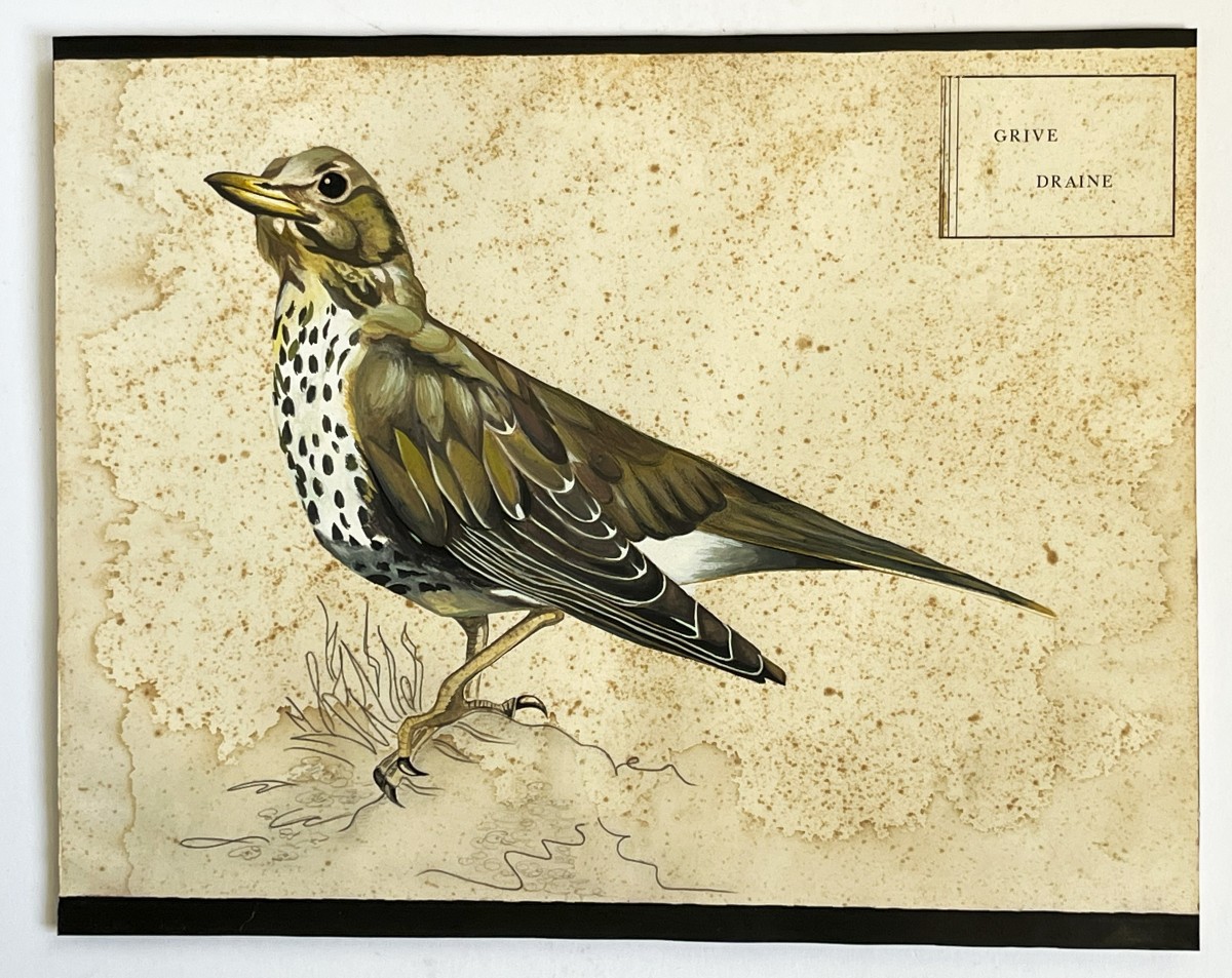 Grive Draine, Grande Gouache Originale Du 19ème Siècle, ornithologie-photo-5