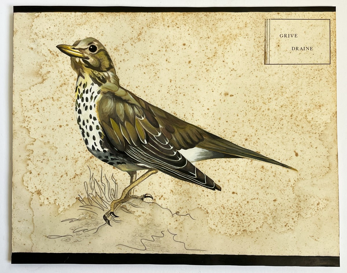 Grive Draine, Grande Gouache Originale Du 19ème Siècle, ornithologie