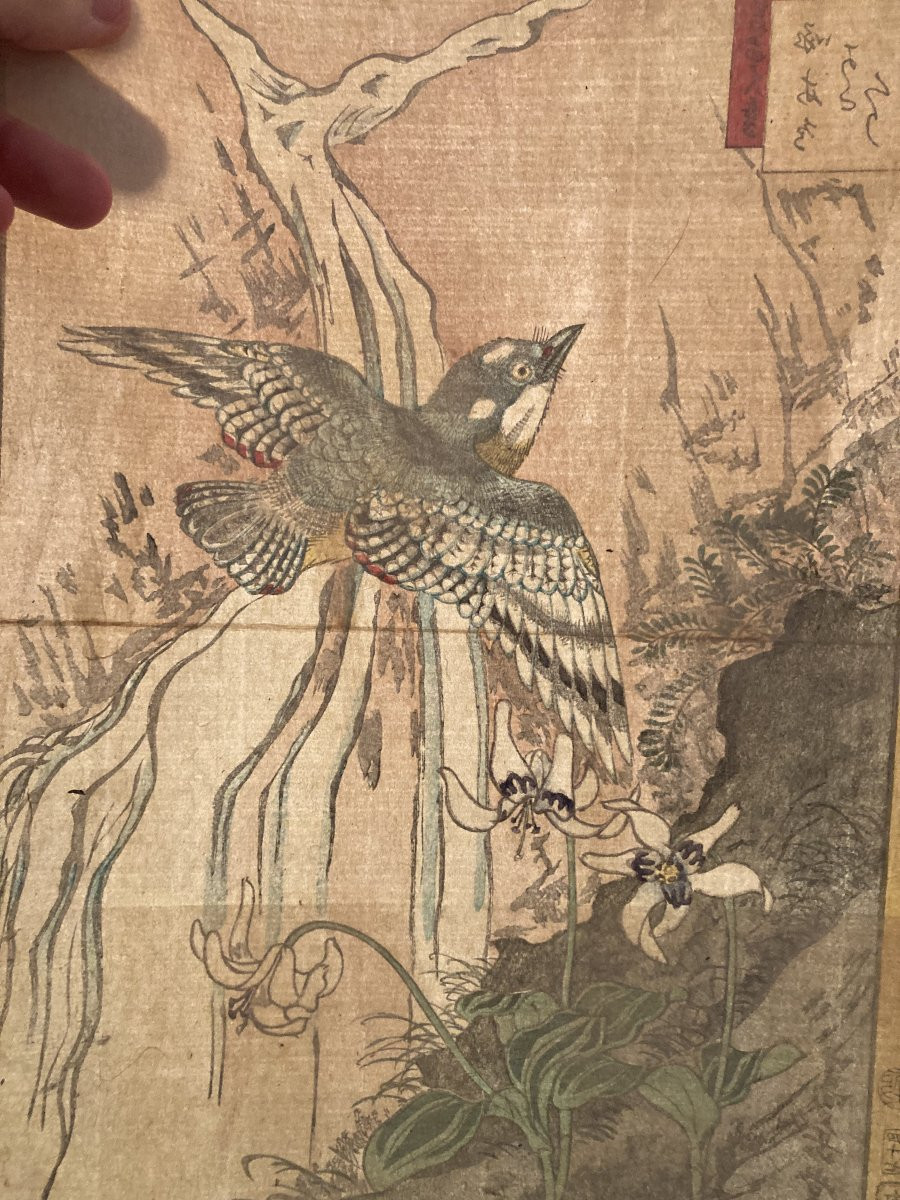 Nakayama Sūgakudō (active 1850-1870), Woodpecker And Erythronium Japonicum, Japanese Print 1859-photo-3
