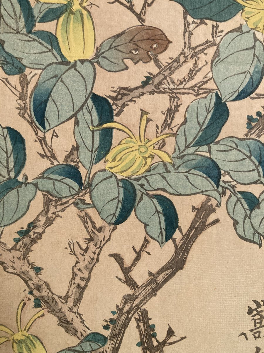 Nakayama Sūgakudō (active 1850-1870), Greenfinch And Gardenia, Japanese Print 1859-photo-5