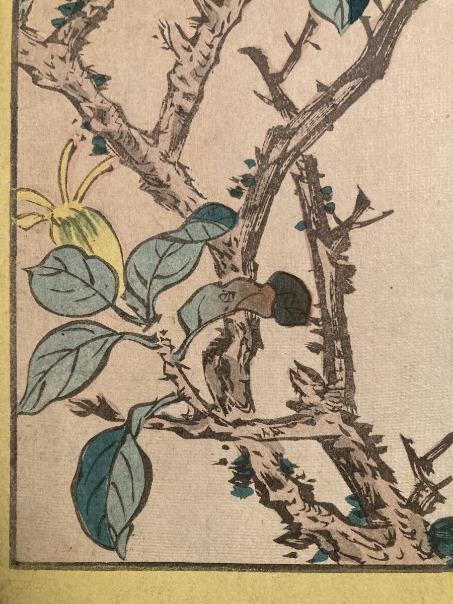 Nakayama Sūgakudō (active 1850-1870), Greenfinch And Gardenia, Japanese Print 1859-photo-6