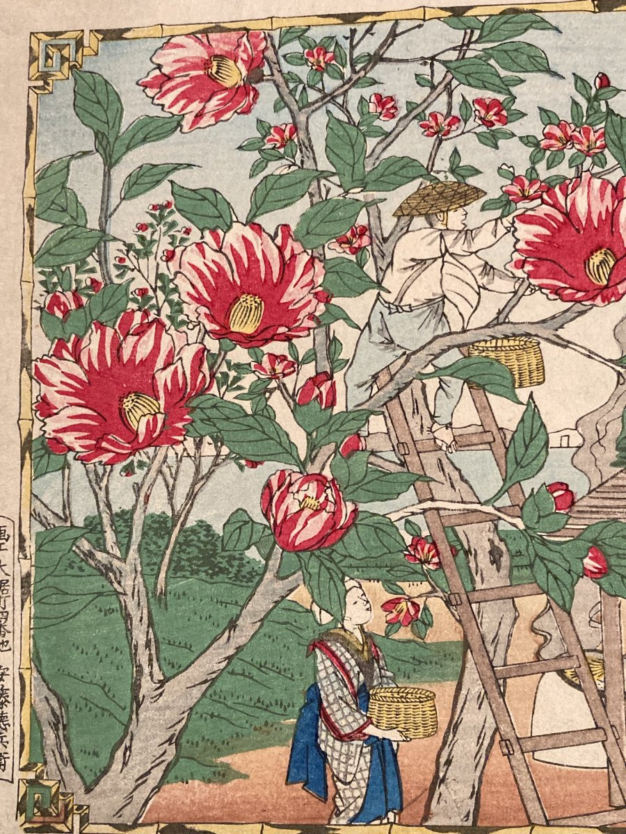 Tokubei Ando (1842-1894) Known As Hiroshige III, Production Of Camellia Oil In The Province Of Izu-photo-3