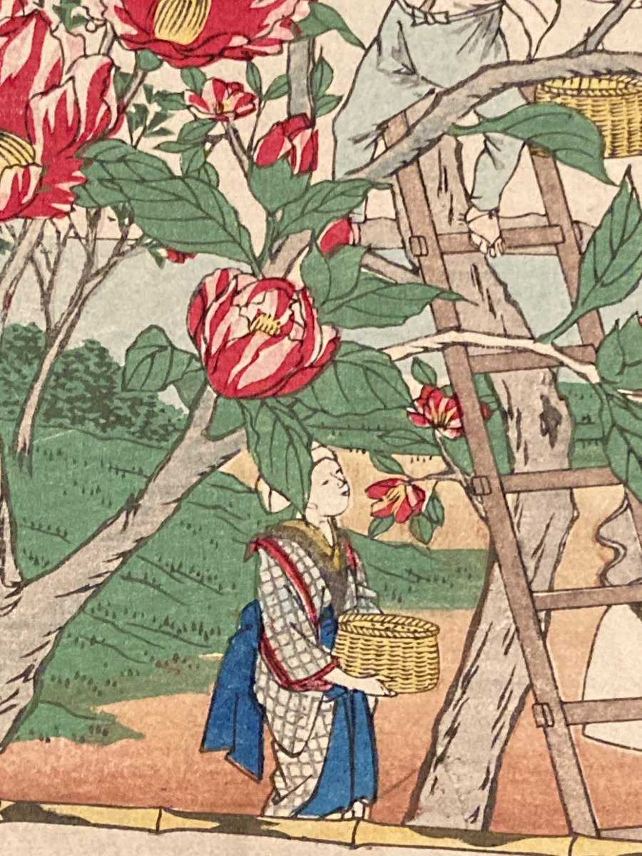 Tokubei Ando (1842-1894) Known As Hiroshige III, Production Of Camellia Oil In The Province Of Izu-photo-8