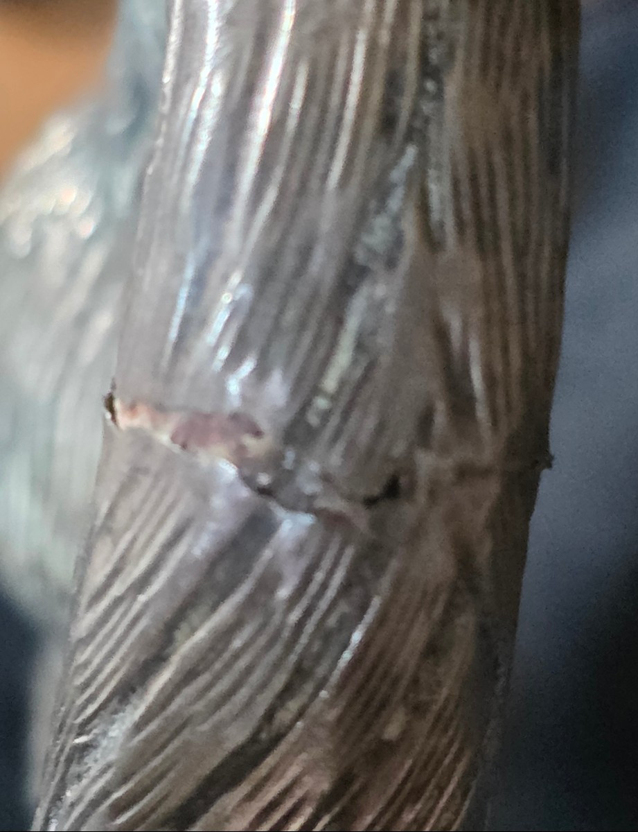 Silver Swan And Nautilus Circa 1900-photo-3