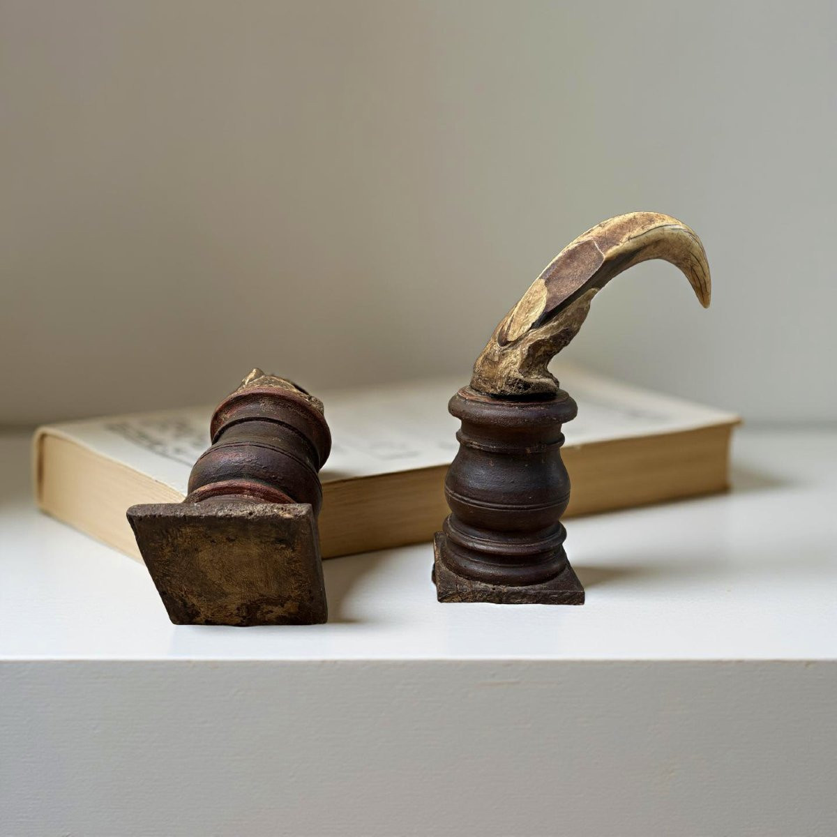 Paire de Défenses de Phacochère 18éme Naturalia Wunderkammer-photo-2