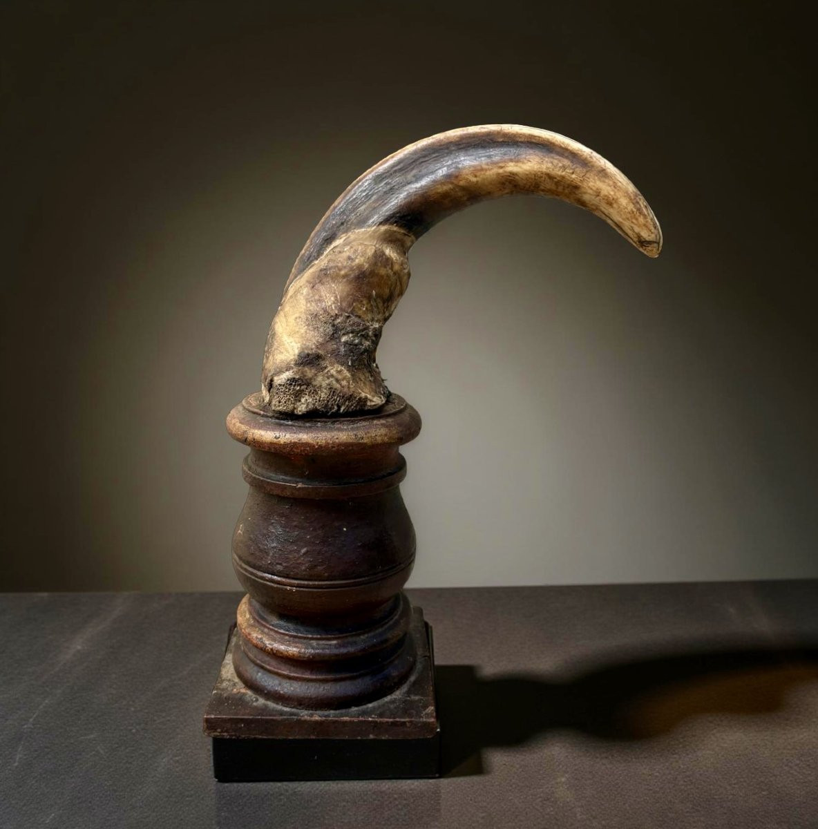 Paire de Défenses de Phacochère 18éme Naturalia Wunderkammer-photo-1