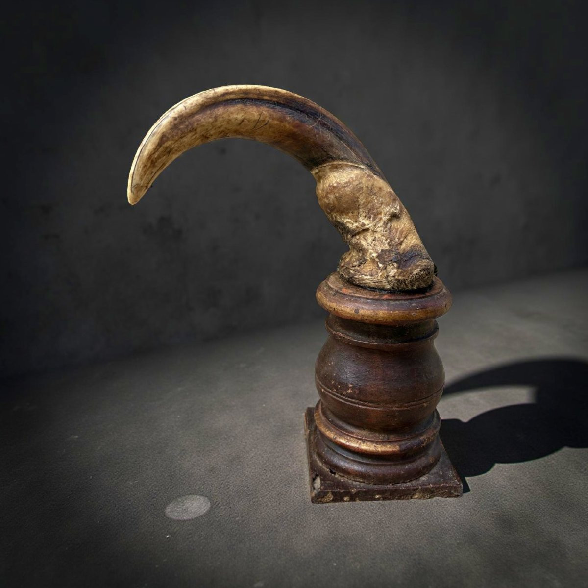 Paire de Défenses de Phacochère 18éme Naturalia Wunderkammer-photo-2