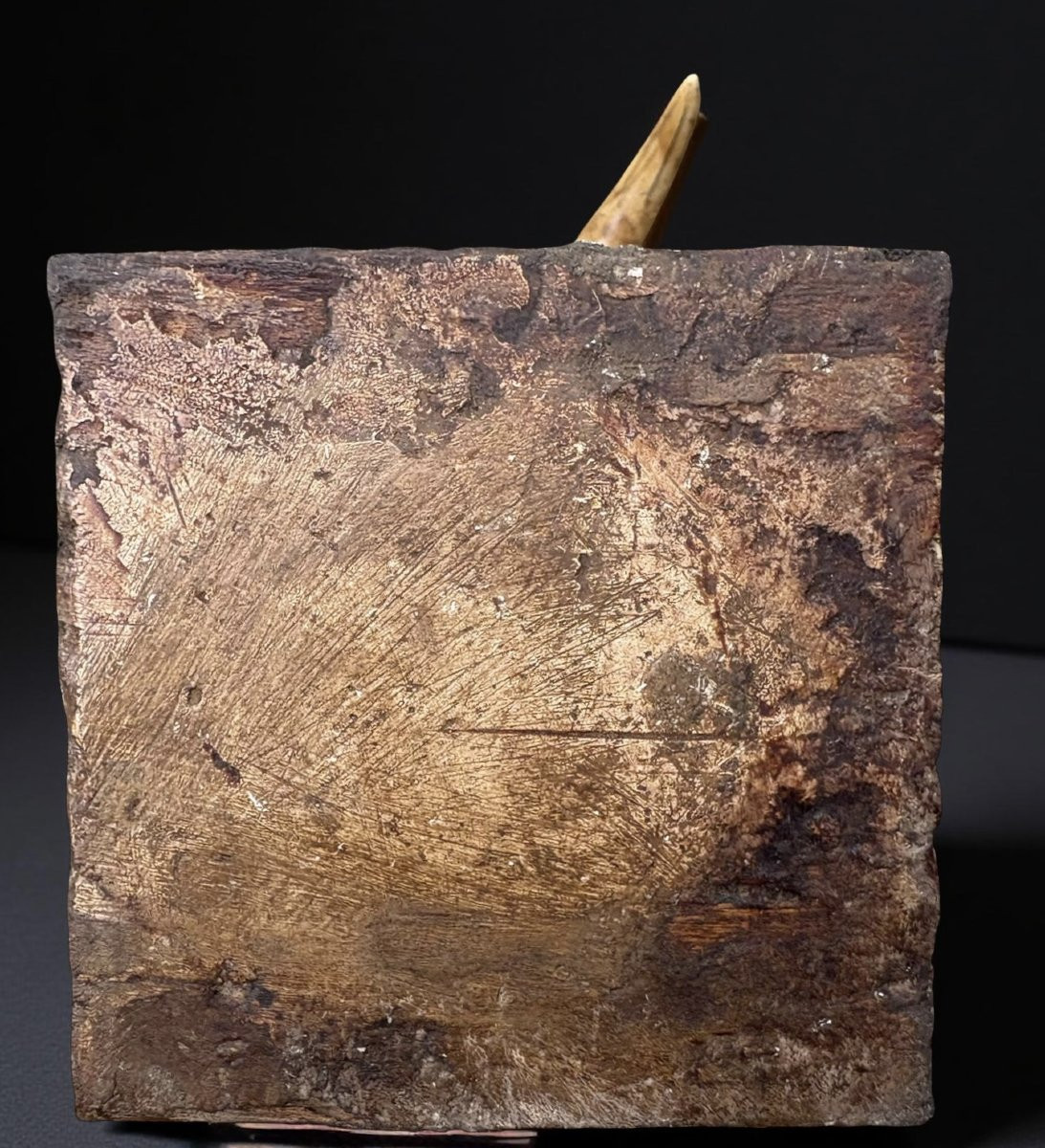 Paire de Défenses de Phacochère 18éme Naturalia Wunderkammer-photo-3