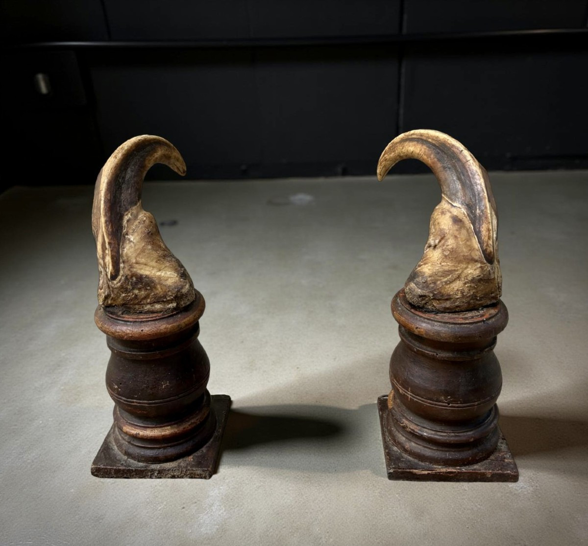 Paire de Défenses de Phacochère 18éme Naturalia Wunderkammer