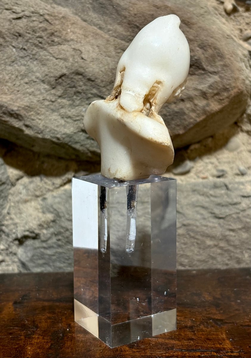 Petit Buste Maniériste d'Attis en Marbre 16éme-photo-8