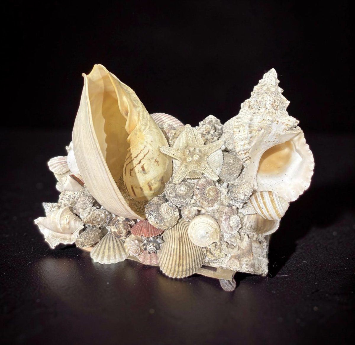Grande Composition de Coquillages Naturalia Jardiniére Cabinet de Curiosités-photo-2