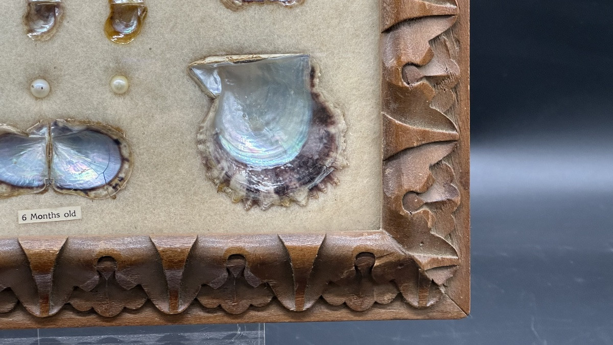 Panneau pédagogique présentant des perles de culture et des valves de mollusques, XXe siècle.-photo-4