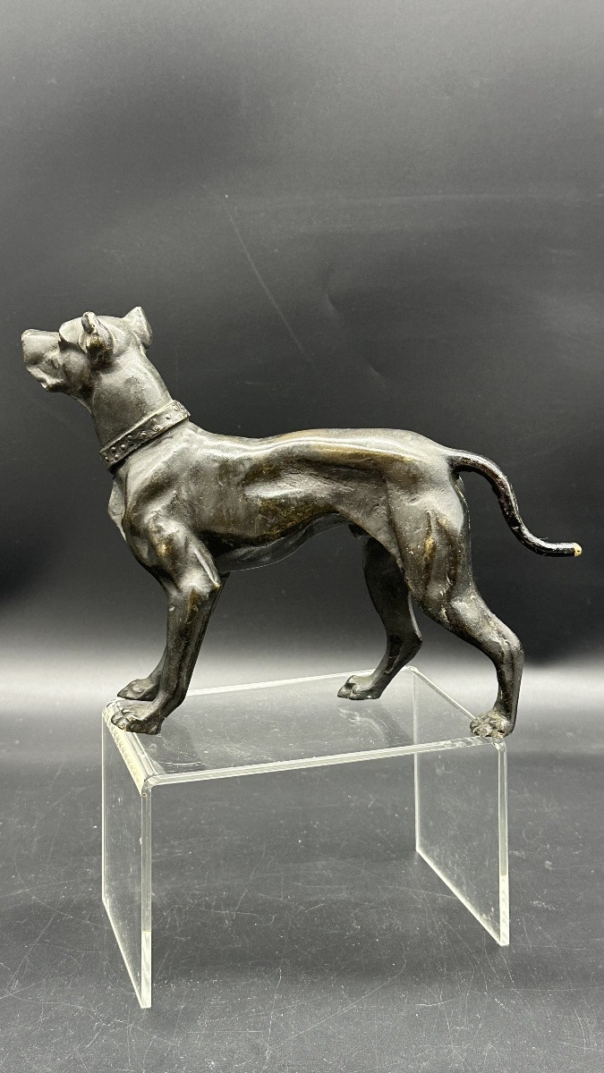 “waiting Dog” Sculpture In Patinated Bronze – 19th Century-photo-4