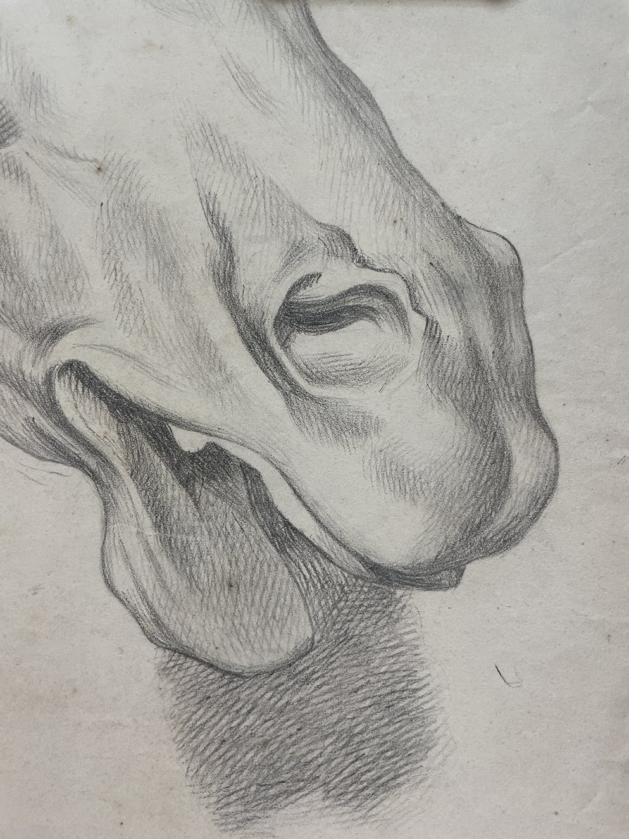 Étude académique d’une tête de cheval, 59 × 43 cm Milieu du XIXᵉ siècle -photo-4