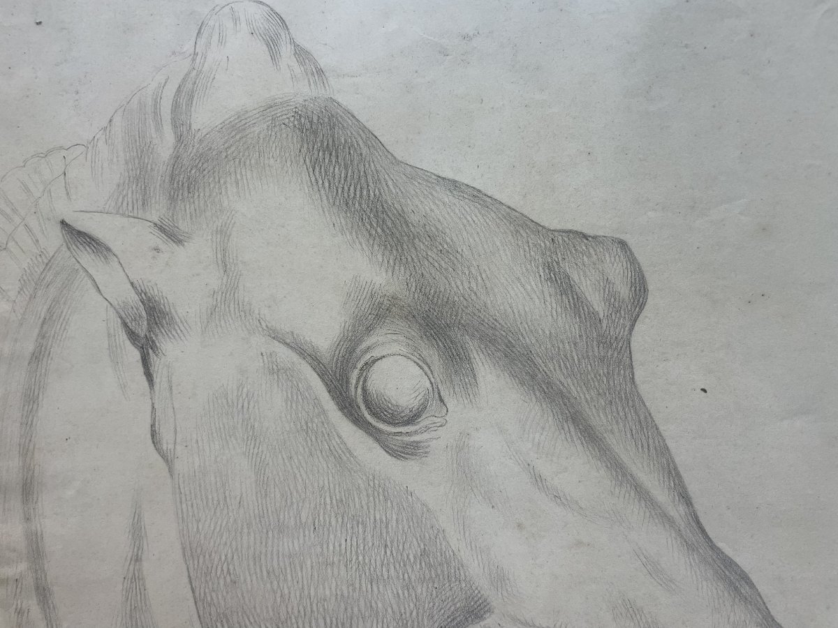 Étude académique d’une tête de cheval, 59 × 43 cm Milieu du XIXᵉ siècle -photo-2