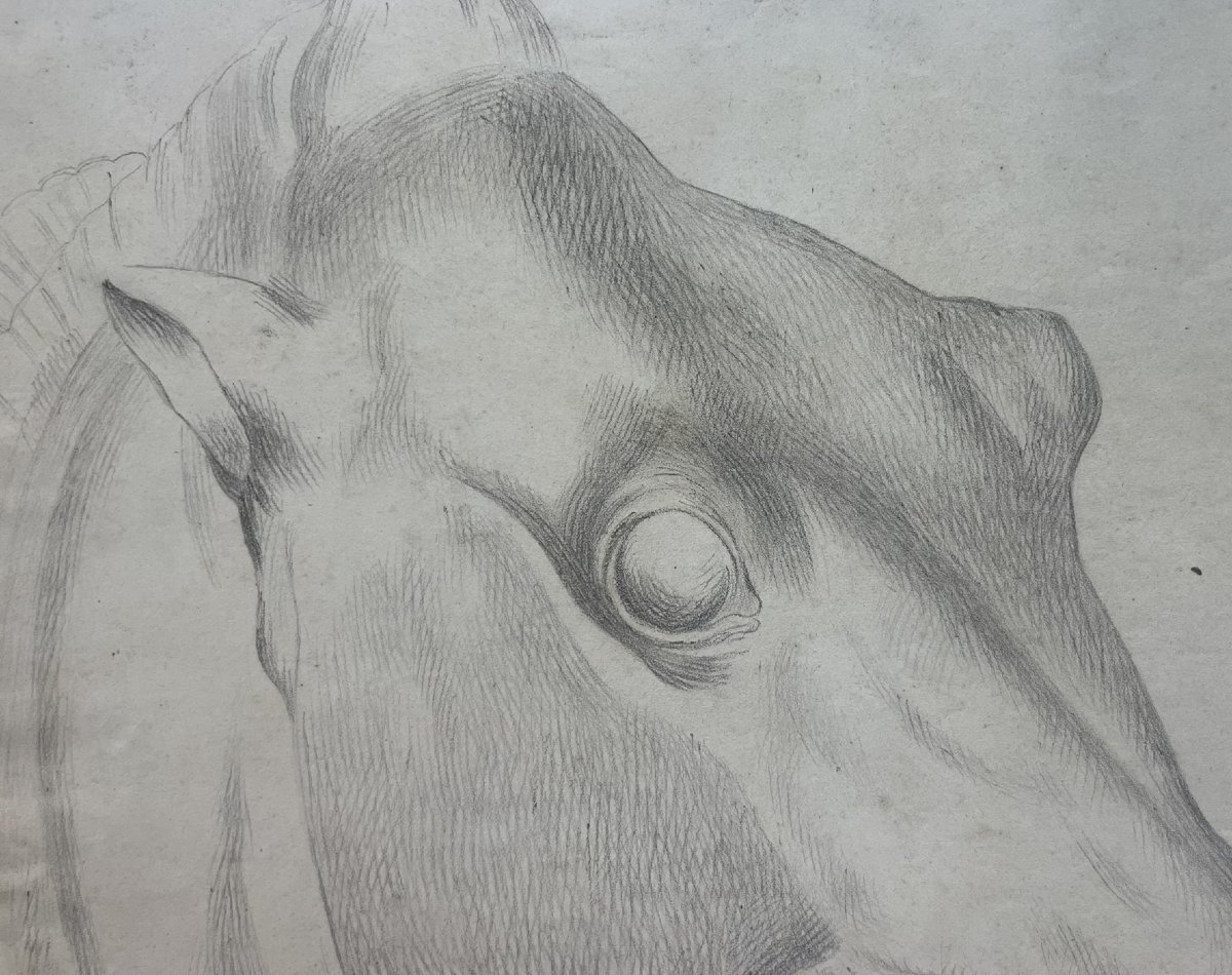 Étude académique d’une tête de cheval, 59 × 43 cm Milieu du XIXᵉ siècle -photo-6