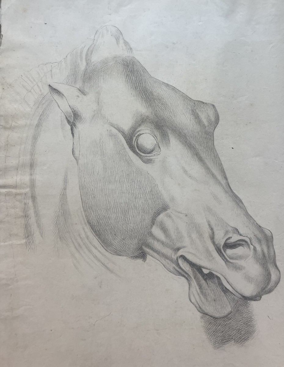 Étude académique d’une tête de cheval, 59 × 43 cm Milieu du XIXᵉ siècle 