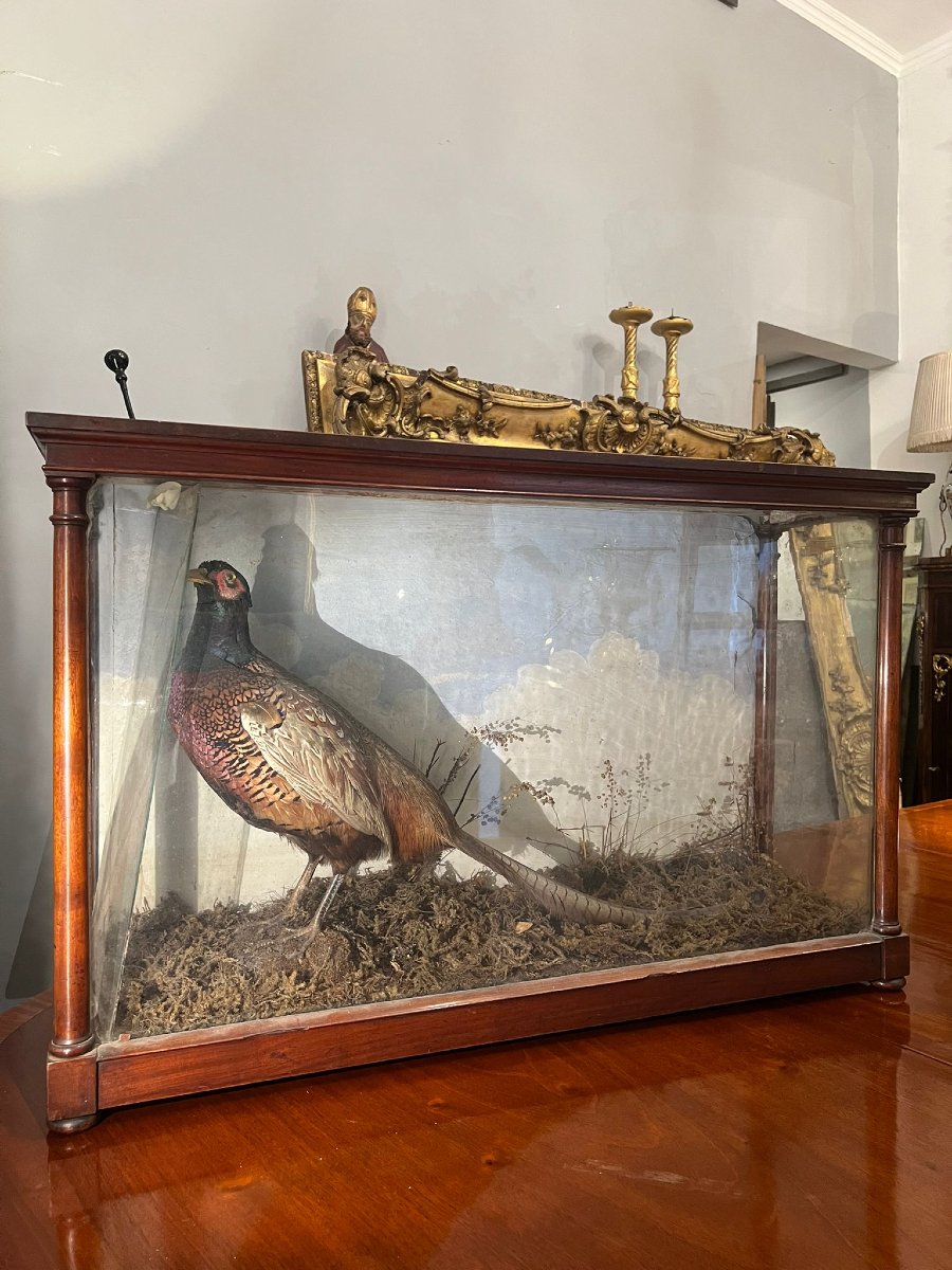 Pair Of Decorative Glass Cases-photo-4