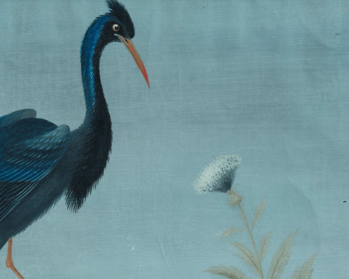 Peintre lombard de la fin du XVIIIe/début du XIXe siècle (style Raineri) Héron bleu d'Amérique-photo-2