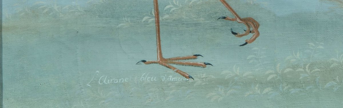 Peintre lombard de la fin du XVIIIe/début du XIXe siècle (style Raineri) Héron bleu d'Amérique-photo-4