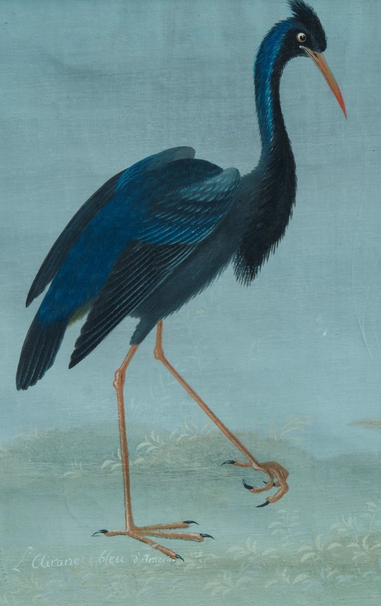 Peintre lombard de la fin du XVIIIe/début du XIXe siècle (style Raineri) Héron bleu d'Amérique-photo-1