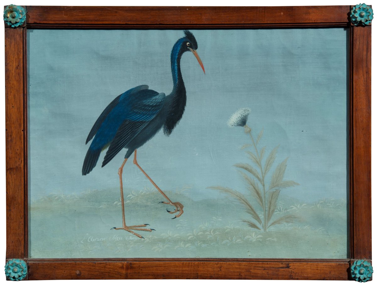 Peintre lombard de la fin du XVIIIe/début du XIXe siècle (style Raineri) Héron bleu d'Amérique
