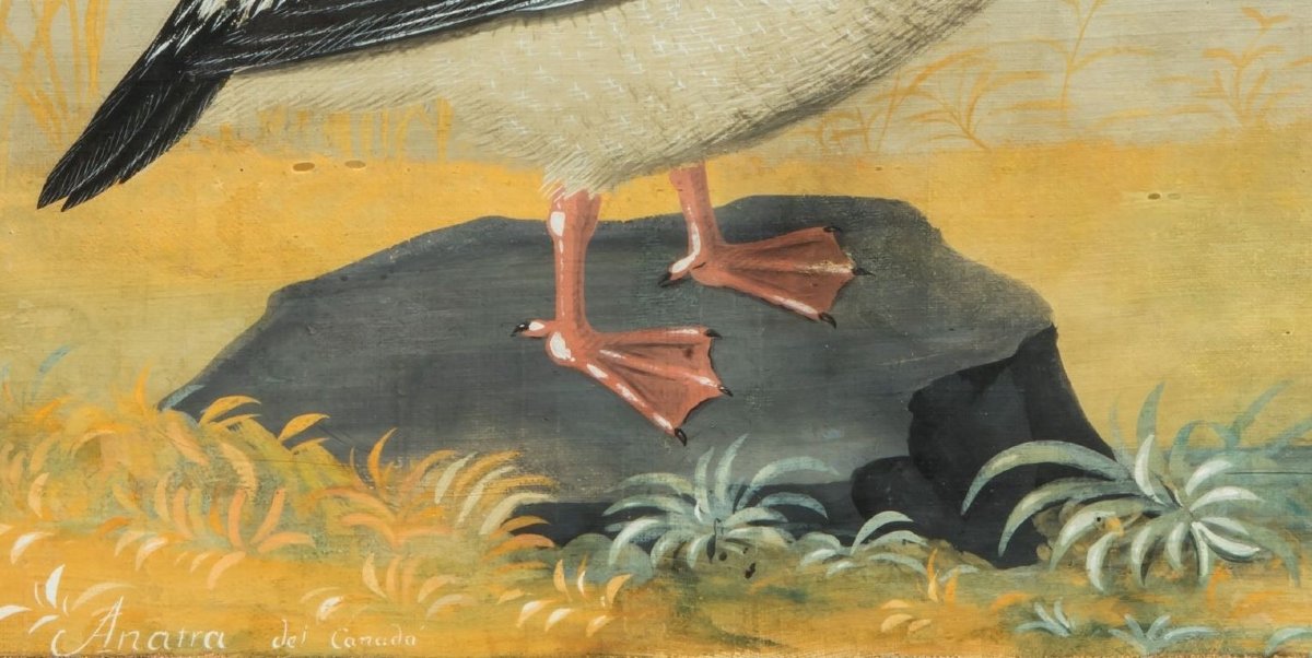 Peintre lombard de la fin du XVIIIe/début du XIXe siècle (style Raineri) Frégate avec Libellule-photo-1