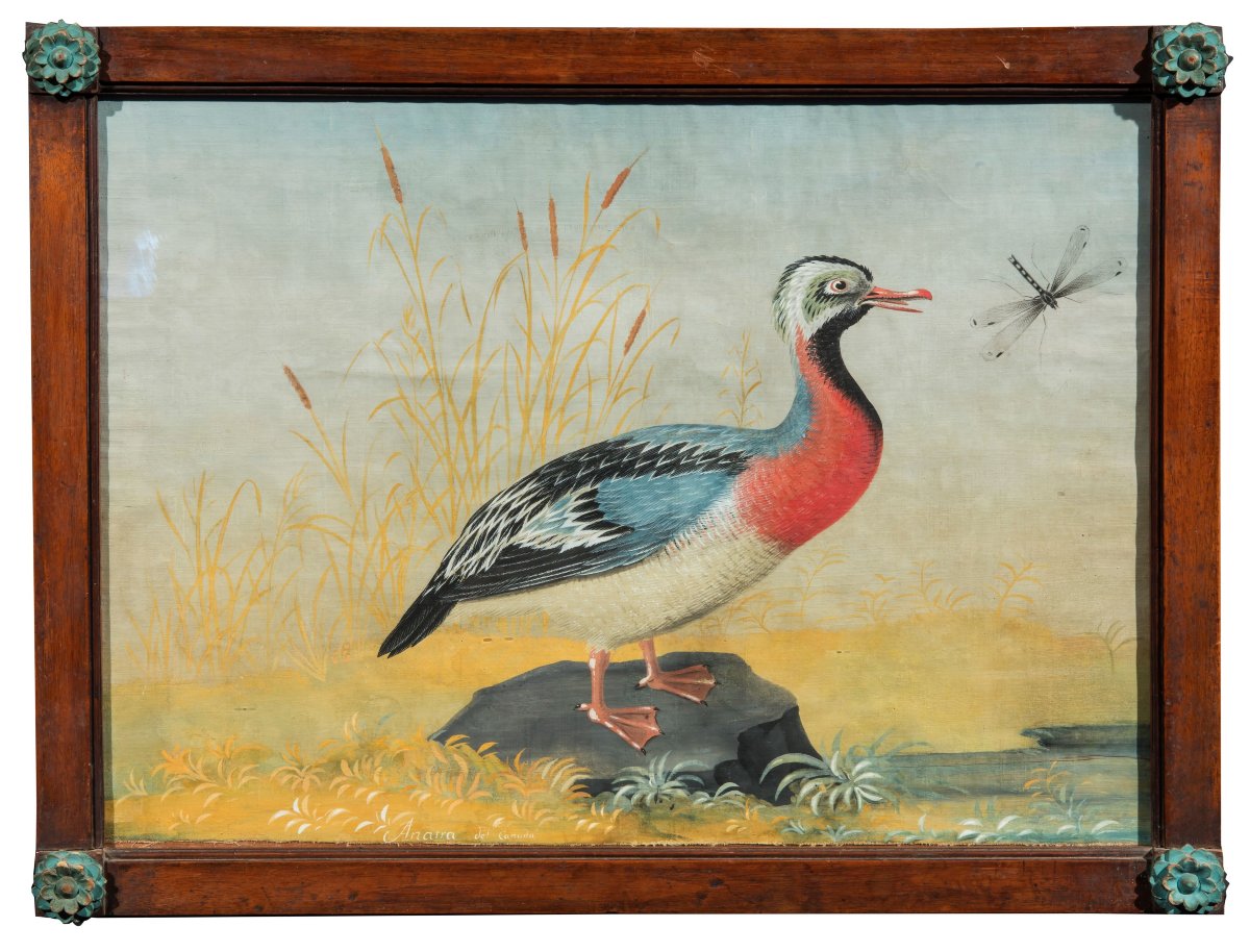Peintre lombard de la fin du XVIIIe/début du XIXe siècle (style Raineri) Frégate avec Libellule