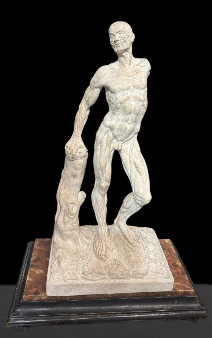 Statue en plâtre Ecorchée ou Dépouillée – Ercole Lelli-photo-3