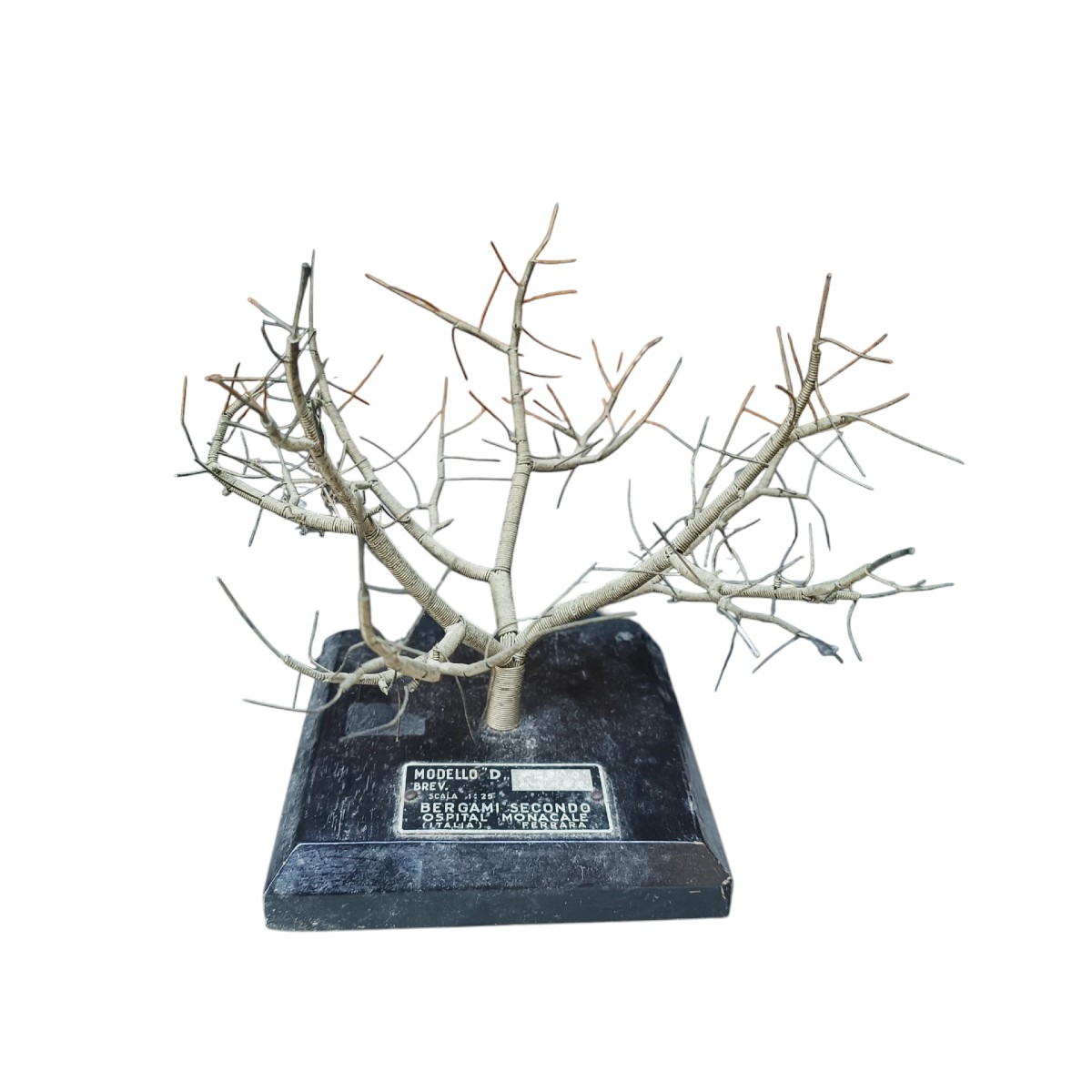 Maquettes d'arbres fruitiers. Italie, vers 1950.-photo-2