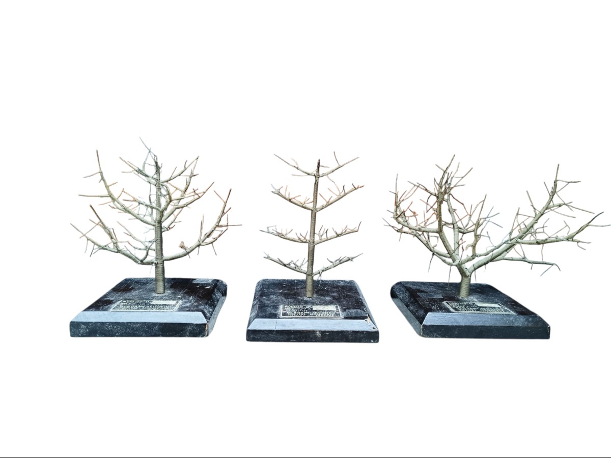 Maquettes d'arbres fruitiers. Italie, vers 1950.