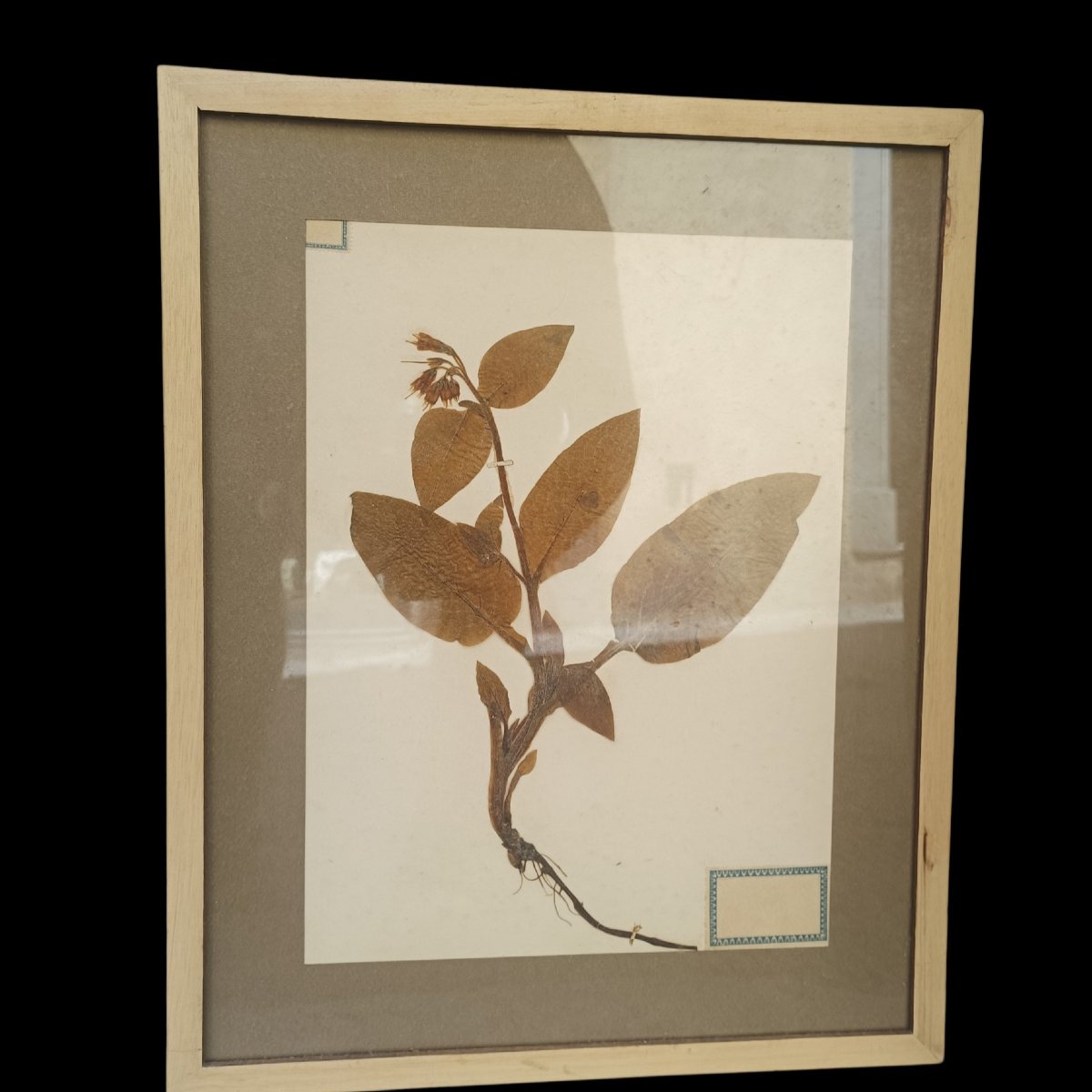 A Collection Of Three Framed Herbariums. Late 19th Century.-photo-3
