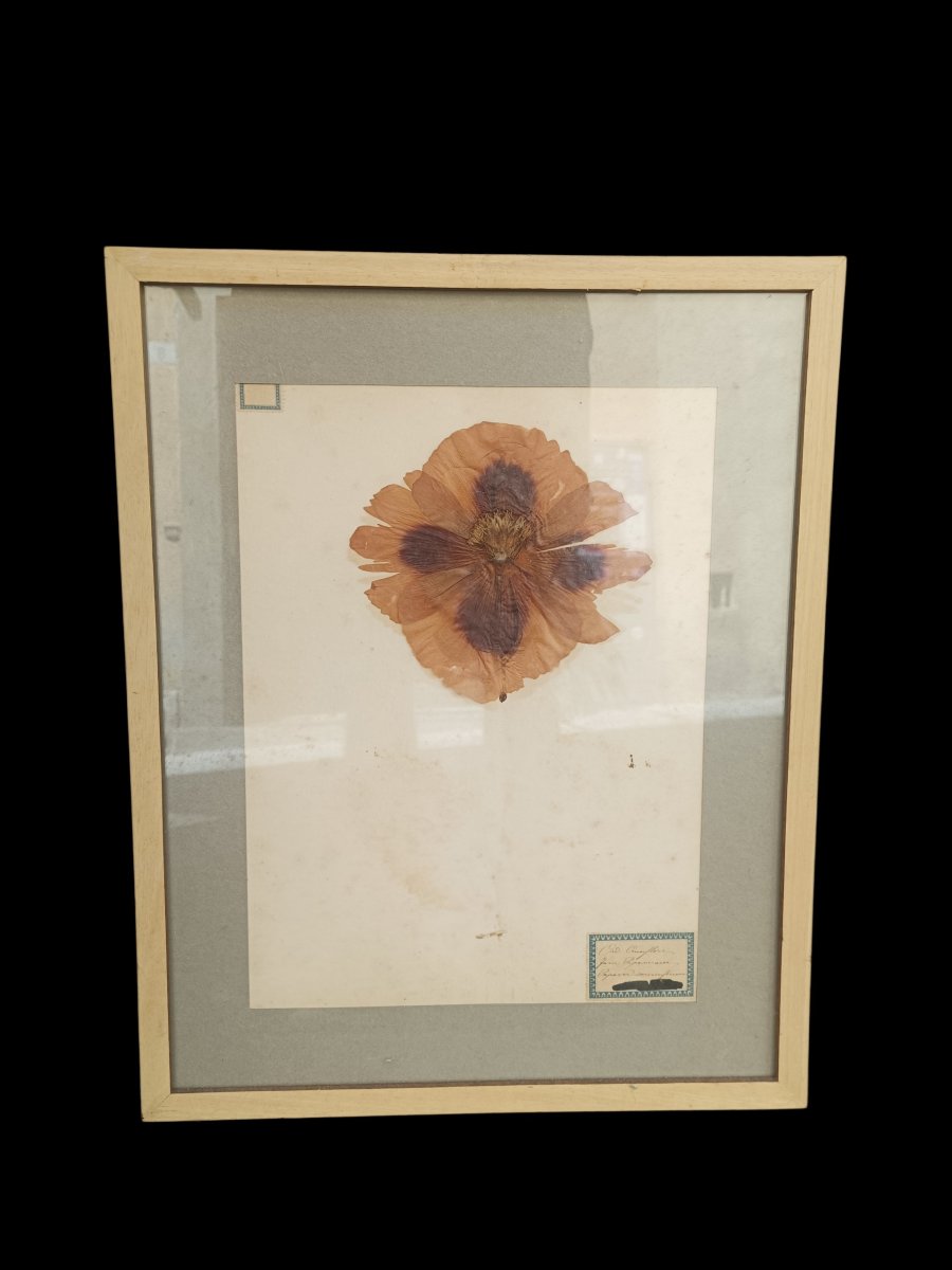 A Collection Of Three Framed Herbariums. Late 19th Century.-photo-4