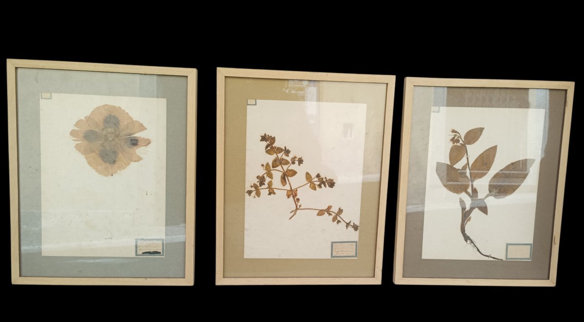 A Collection Of Three Framed Herbariums. Late 19th Century.