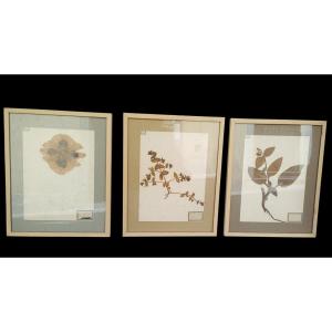 A Collection Of Three Framed Herbariums. Late 19th Century.