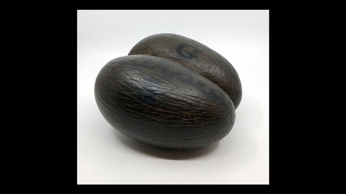 "sea  Coconut"  Seed Seychelles-photo-2